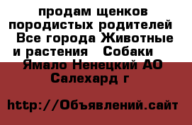 продам щенков породистых родителей - Все города Животные и растения » Собаки   . Ямало-Ненецкий АО,Салехард г.